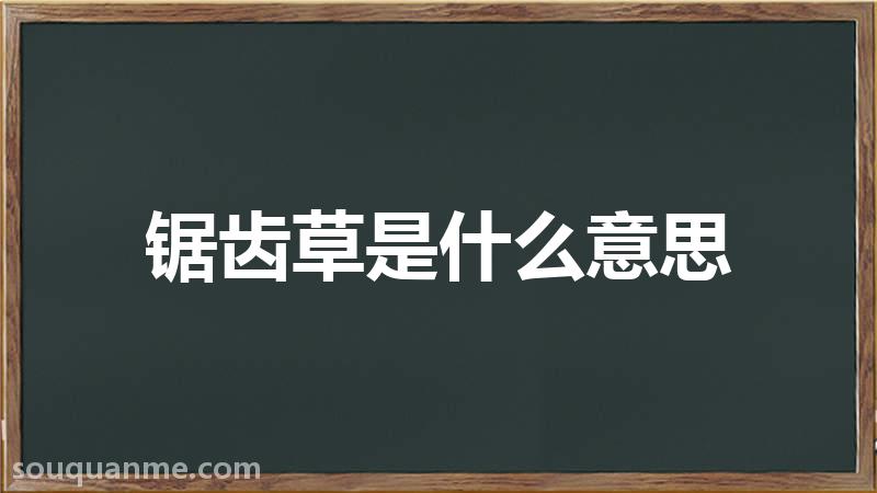 锯齿草是什么意思 锯齿草的读音拼音 锯齿草的词语解释